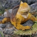 iguana_land_spz_h_0161_ecu1860.jpg